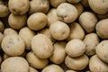 Fresh organic potato stand out among many large background potatoes in the market. Heap of potato root. Close-up Royalty Free Stock Photo