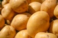 Fresh organic potato stand out among many large background potatoes Royalty Free Stock Photo