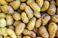 Fresh organic potato stand out among many large background potatos in the market. Royalty Free Stock Photo