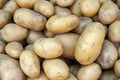 Fresh organic potato stand out among many large background potatos in the market. Heap of potatos root. Close-up potatos texture. Royalty Free Stock Photo