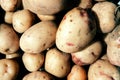 Fresh organic potatoes. Dug and unprocessed potatoes. Big potato close up Royalty Free Stock Photo