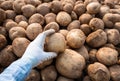 Farmer harvesting potatoes in farm.