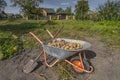 Fresh organic potatoes. Harvested potato crop in wheelbarrow near country house