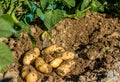 Fresh organic potatoes just came out.