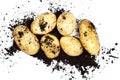 Fresh organic potatoes and soil isolated on white background Royalty Free Stock Photo