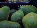 Fresh organic prickly chayote squash