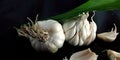 Fresh organic produce garlic with roots on head in black background Royalty Free Stock Photo