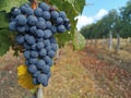 Fresh organic purple grape in vineyard Royalty Free Stock Photo