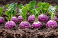 Fresh Organic Purple Kohlrabi Growing in Healthy Soil in Vegetable Garden, Close up of Edible Turnip Cabbage Plants Royalty Free Stock Photo