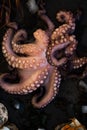 Fresh organic purple octopus on ice black  background Royalty Free Stock Photo