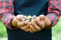 Fresh organic quail eggs in farmers hands