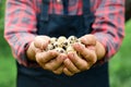 Fresh organic quail eggs in farmers hands