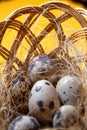 Fresh organic quail eggs in wicker basket. Diet product. Organic food. Homemade quail eggs close up view. Easter. Protein and Heal Royalty Free Stock Photo