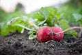 Fresh organic radish Royalty Free Stock Photo