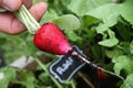 Fresh Organic Radish Harvest. Market Vegetables Permaculture Countryside aesthetic. Royalty Free Stock Photo