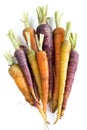 Fresh organic rainbow carrots