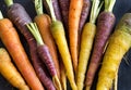 Fresh organic rainbow carrots