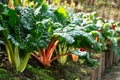 Fresh organic Rainbow Swiss Chard; leafy green vegetable common in Mediterranean cuisine, particularly Italian, it`s featured in