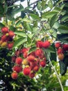 Fresh organic rambutan on tree, Thailand.