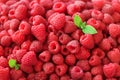 Fresh organic raspberries with mint leaves. Fruit background with copy space. Summer and berries harvest concept. Vegan Royalty Free Stock Photo