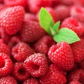 Fresh organic raspberries with mint leaves. Fruit background with copy space. Summer and berries harvest concept. Vegan Royalty Free Stock Photo