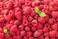 Fresh organic raspberries with mint leaves. Fruit background with copy space. Sunny summer and berries harvest concept Royalty Free Stock Photo
