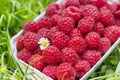 Fresh organic raspberry in basket Royalty Free Stock Photo