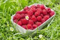 Fresh organic raspberry in basket Royalty Free Stock Photo
