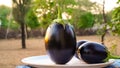 Fresh Organic Raw Baby Indian Eggplants in a White Bowl. Vegetables concept Royalty Free Stock Photo