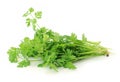 Fresh organic raw coriander leaf Royalty Free Stock Photo