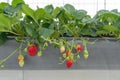 Fresh organic red berry antioxidant fruit. Japanese strawberry planting in greenhouse. Modern agriculture growing method indoor Royalty Free Stock Photo