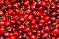 Fresh Organic Red Cherries Royalty Free Stock Photo