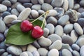 Fresh organic red cherries on a green leaf on stone background o Royalty Free Stock Photo