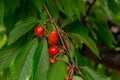 Fresh organic red cherries with stems. Royalty Free Stock Photo