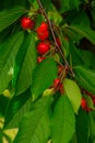 Fresh organic red cherries with stems. Royalty Free Stock Photo