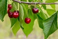 Fresh organic red cherries with stems. Royalty Free Stock Photo