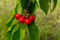 Fresh organic red cherries with stems. Royalty Free Stock Photo