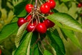 Fresh organic red cherries with stems. Royalty Free Stock Photo