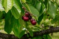 Fresh organic red cherries with stems. Royalty Free Stock Photo