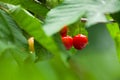 Fresh organic red cherries with stems on tree Royalty Free Stock Photo