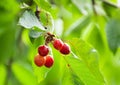 Fresh organic red cherries with stems on tree Royalty Free Stock Photo