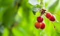 Fresh organic red cherries with stems on tree Royalty Free Stock Photo