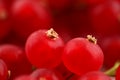 Fresh organic red currants on a white ceramic surface Royalty Free Stock Photo