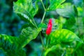 Fresh organic red and green Chilli Padi (Bird's Eye Chilli, Bird Chilli, Thai pepper, Guinea pepper) Royalty Free Stock Photo