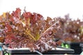 Fresh organic Red oak culture in aquaponic or hydroponic farming. Salad organic hydroponic farm