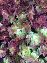 Fresh organic red oak leaf lettuce salad vegetable farm. raw lolla rosa lettuce healthy veggies natural food background. top view