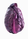 Fresh Organic Red Pointed Cabbage