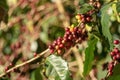 Fresh organic red raw and ripe coffee cherry beans on tree. Royalty Free Stock Photo