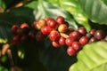 Fresh organic red raw and ripe coffee cherry beans on tree. Royalty Free Stock Photo
