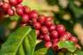 Fresh organic red raw and ripe coffee cherry beans on tree close up. Royalty Free Stock Photo